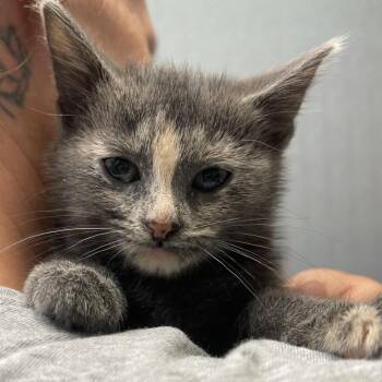Etta -  Domestic Short Hair Cat for Adoption in Lenexa, Kansas - Etta | PetCurious