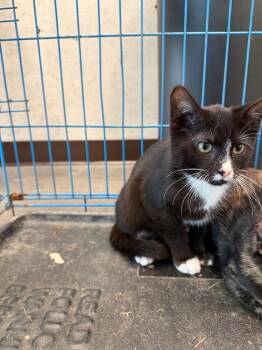 Cronus -  Domestic Short Hair Cat for Adoption in Clarksville, Tennessee - Cronus | PetCurious