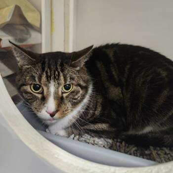 Domestic Short Hair Cats Available for Adoption in Hampton Bays, New York - Carl | PetCurious