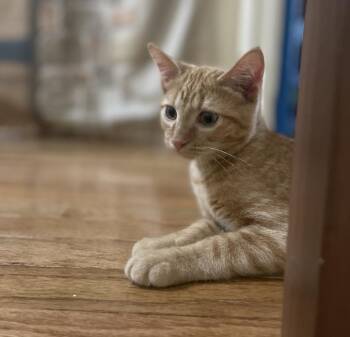 Domestic Short Hair Cats Available for Adoption in Youngsville, North Carolina - Mango Magic26 | PetCurious