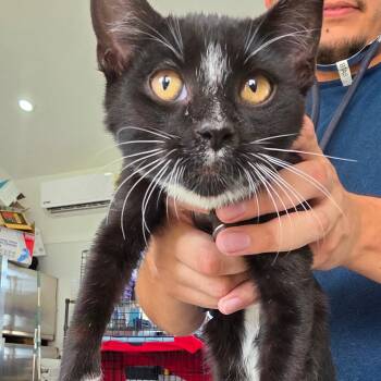 Russell Colter -  Domestic Short Hair Cat for Adoption in Chapel Hill, North Carolina - Russell Colter | PetCurious