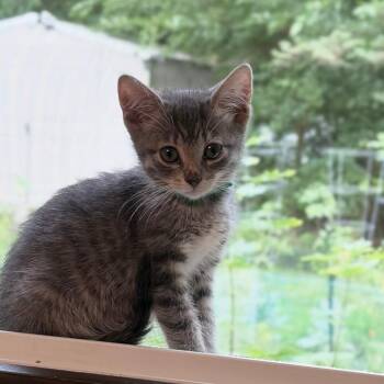Pebbles -  Domestic Short Hair Cat for Adoption in Madison, Wisconsin - Pebbles | PetCurious