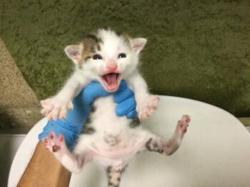 A1920159 -  Domestic Short Hair Cat for Adoption in Riverside, California - A1920159 | PetCurious