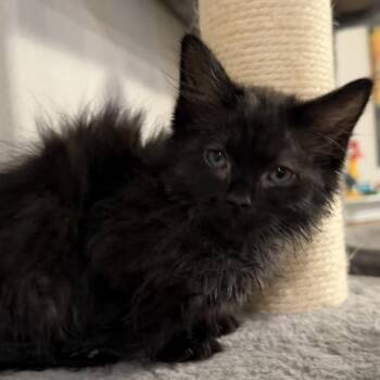 Dude -  Domestic Long Hair Cat for Adoption in Midland, Texas - Dude | PetCurious