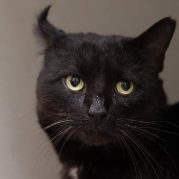 Domestic Short Hair Cats Available for Adoption - Grackle | PetCurious