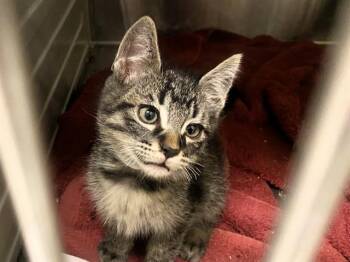 Rescue Domestic Medium Hair Cats for Adoption in Tustin, California - ANDERSON | PetCurious