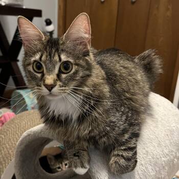 Fiona -  American Shorthair Cat for Adoption in Jamestown, North Dakota - Fiona | PetCurious