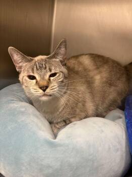 Hazel -  Domestic Short Hair Cat for Adoption in Bowling Green, Ohio - Hazel | PetCurious