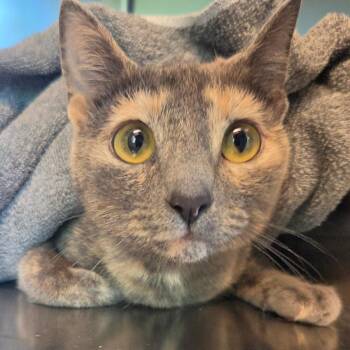 Cindy -  Domestic Short Hair Cat for Adoption in Asheville, North Carolina - Cindy | PetCurious