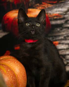 Bunker -  Domestic Short Hair Cat for Adoption in Lapeer, Michigan - Bunker | PetCurious