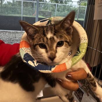 Lemon Squeezy -  Domestic Short Hair Cat for Adoption in Dearborn, Michigan - Lemon Squeezy | PetCurious