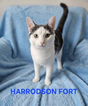HARRODSON FORT -  Domestic Short Hair Cat for Adoption in Harrodsburg, Kentucky - HARRODSON FORT | PetCurious