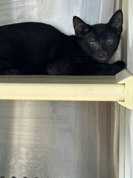 Kumquat -  Domestic Short Hair Cat for Adoption in Kansas City, Missouri - Kumquat | PetCurious