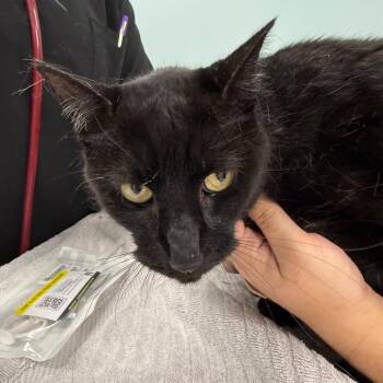 Classy Max -  Domestic Short Hair Cat for Adoption in Buffalo, New York - Classy Max | PetCurious