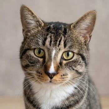 Domestic Short Hair Cats Available for Adoption in Montclair, New Jersey - Toodles | PetCurious