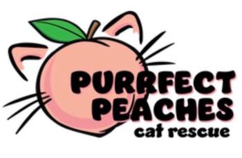 Daphne -  Domestic Short Hair Cat Available for Adoption in Douglasville, Georgia - Daphne | PetCurious