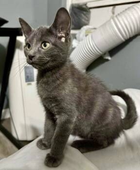 Rescue Domestic Short Hair Cats for Adoption in Chicago, Illinois - Venice | PetCurious