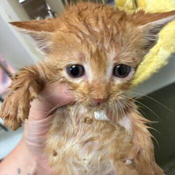 Kitten 3 -  Domestic Short Hair Cat for Adoption in Harrisonburg, Virginia - Kitten 3 | PetCurious