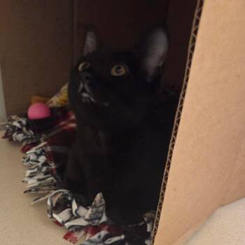 Luna -  Domestic Short Hair Cat for Adoption in Ballston Spa, New York - Luna | PetCurious