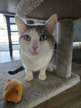 Miguel -  Domestic Short Hair Cat for Adoption in Tucson, Arizona - Miguel | PetCurious