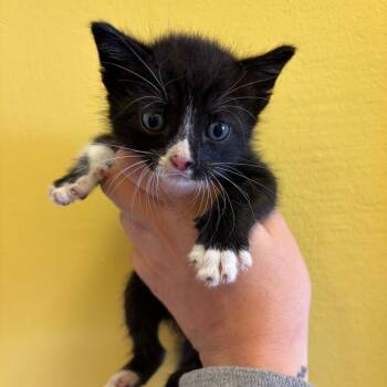 Biggie Smalls -  Domestic Short Hair Cat for Adoption in Webster, Texas - Biggie Smalls | PetCurious