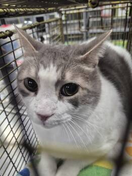 Domestic Short Hair Cats Available for Adoption - PEPSI | PetCurious