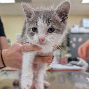Indy -  Domestic Short Hair Cat for Adoption in Titusville, Florida - Indy | PetCurious
