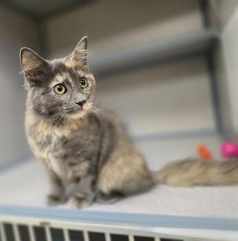 PICKLE -  Domestic Medium Hair Cat for Adoption in Aliquippa, Pennsylvania - PICKLE | PetCurious
