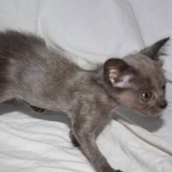 Macaroon -  Domestic Short Hair Cat for Adoption in Greenwood, Missouri - Macaroon | PetCurious