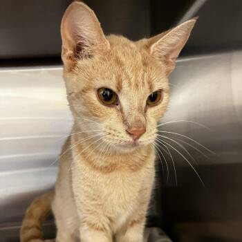 Domestic Short Hair Cats Available for Adoption - Tiffany | PetCurious