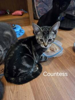 Countess -  Russian Blue and Tabby Cat for Adoption in Winnipeg, Manitoba - Countess | PetCurious