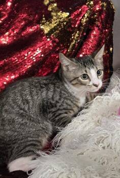 AJ -  Domestic Short Hair Cat for Adoption in Conway, South Carolina - AJ | PetCurious