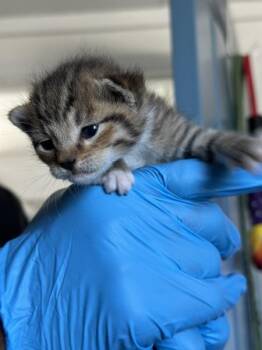 Ryan Gusling -  Domestic Short Hair Cat for Adoption in Vallejo, California - Ryan Gusling | PetCurious