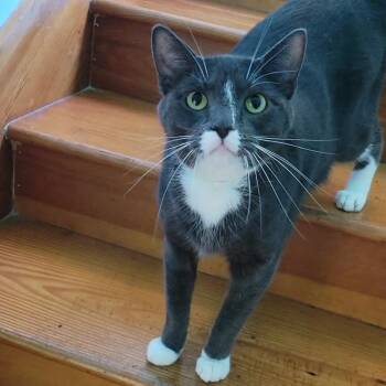 Oliver Twist -  Domestic Short Hair Cat for Adoption in Brimfield, Massachusetts - Oliver Twist | PetCurious
