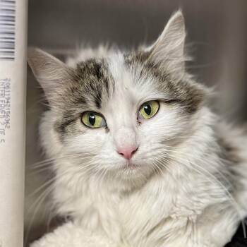 Fable -  Domestic Long Hair Cat for Adoption in Palm Springs, California - Fable | PetCurious