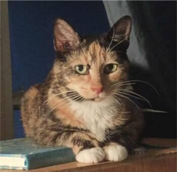 Rescue Domestic Short Hair Cats for Adoption in Warr Acres, Oklahoma - Nutmeg | PetCurious