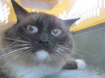 A383960 -  Ragdoll Cat for Adoption in Ocala, Florida - A383960 | PetCurious