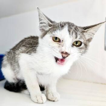 Amelia -  Domestic Short Hair Cat for Adoption in Oakland, California - Amelia | PetCurious