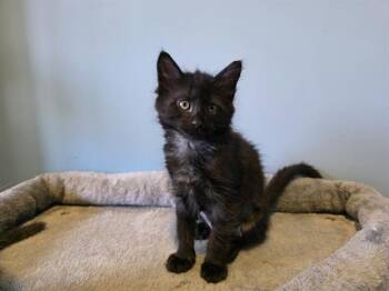 Domestic Short Hair Cats Available for Adoption in Santa Clara, California - MOSCOW | PetCurious