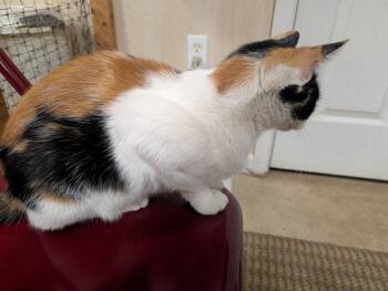 Rescue Calico Cats for Adoption in Cedars, Pennsylvania - Raya | PetCurious
