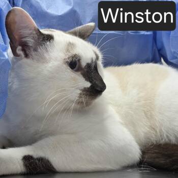 Winston -  Domestic Short Hair Cat for Adoption in Snow Hill, North Carolina - Winston | PetCurious