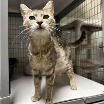 Bug -  Domestic Short Hair Cat for Adoption in Blue Ridge, Georgia - Bug | PetCurious