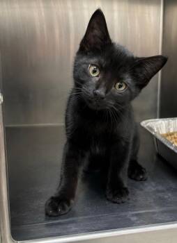 Theth -  Domestic Short Hair Cat for Adoption in Fort Lupton, Colorado - Theth | PetCurious