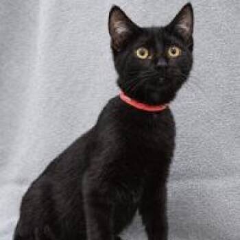 Coal -  Domestic Short Hair Cat for Adoption in Minneapolis, Minnesota - Coal | PetCurious