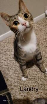 Landry -  Domestic Short Hair Cat for Adoption in The Woodlands, Texas - Landry | PetCurious