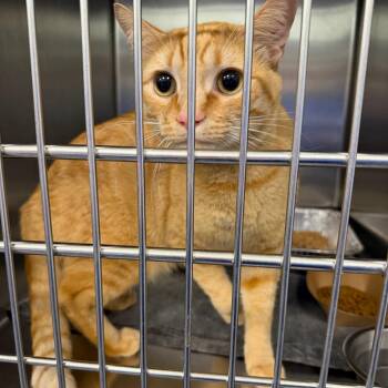 Twinkle Toes -  Domestic Short Hair Cat for Adoption in Greensboro, North Carolina - Twinkle Toes | PetCurious