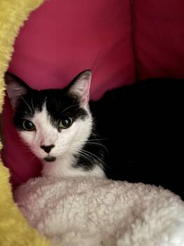 Button -  Domestic Short Hair Cat for Adoption in Emerald Isle, North Carolina - Button | PetCurious