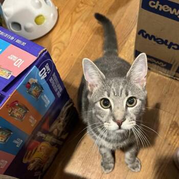 Rescue Domestic Short Hair Cats for Adoption in Harrisonburg, Virginia - Twig | PetCurious