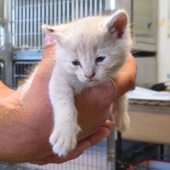 Lacey -  Domestic Short Hair Cat for Adoption in Moses Lake, Washington - Lacey | PetCurious