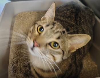 Bonnie -  Domestic Short Hair Cat for Adoption in Sierra Vista, Arizona - Bonnie | PetCurious